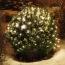 cieplobiala-siatka-swietlna-led-2x2-m-160pkt-4523509-31.jpg