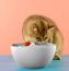 ab2c692a3d61523e1fe3ac3716644e2e.png