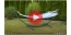 film stelaz do aukcji.png